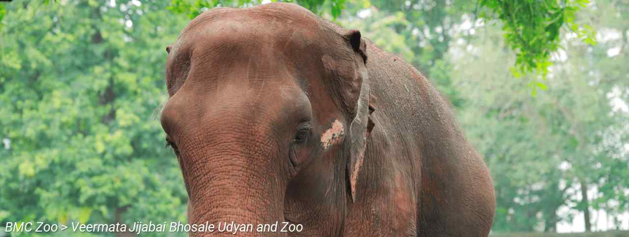 BMC Website > For Tourists > BMC Zoo